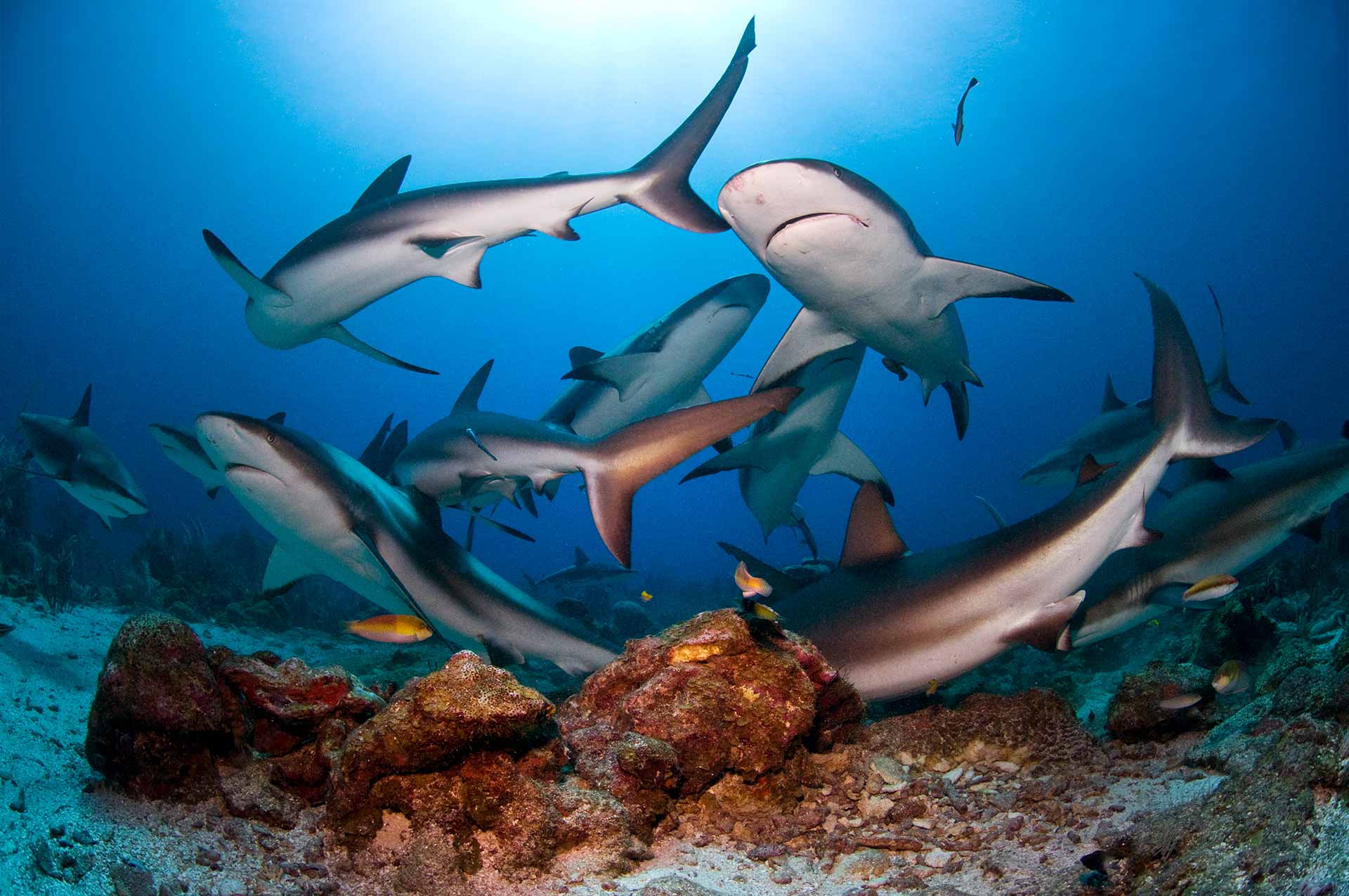 Roatan Shark Dive Excursion Blue Reef Explorers Diving Center